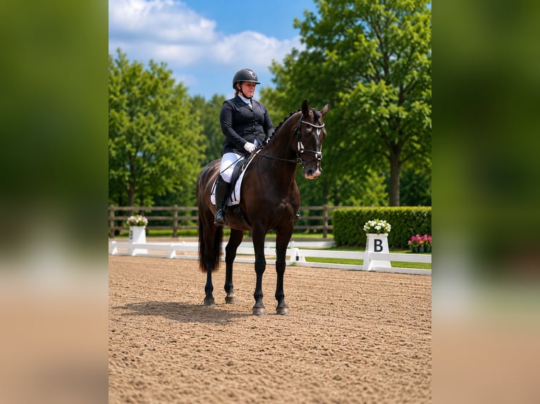 KWPN Castrone 11 Anni 180 cm Morello in Alpen