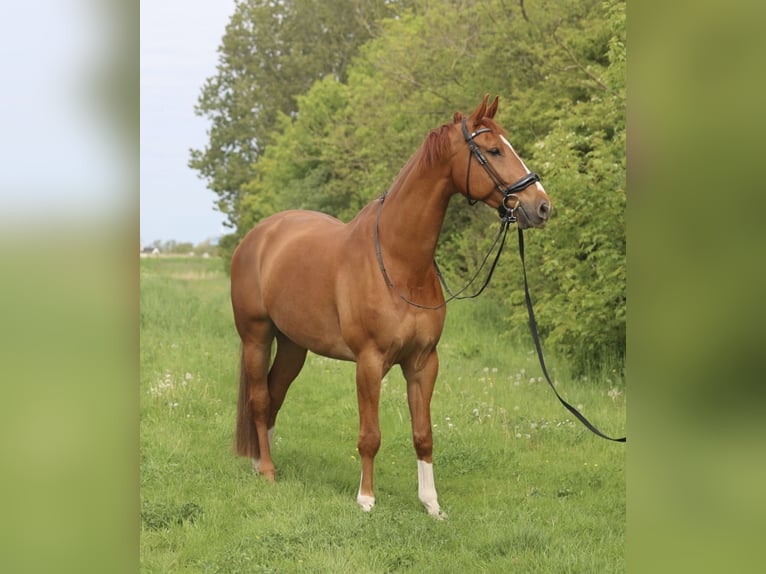 KWPN Castrone 11 Anni 180 cm Sauro in Anna Paulowna