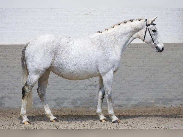 KWPN Castrone 12 Anni 158 cm Bianco in Heerde