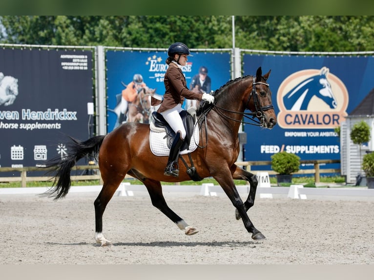 KWPN Castrone 12 Anni 163 cm Baio in Boechout