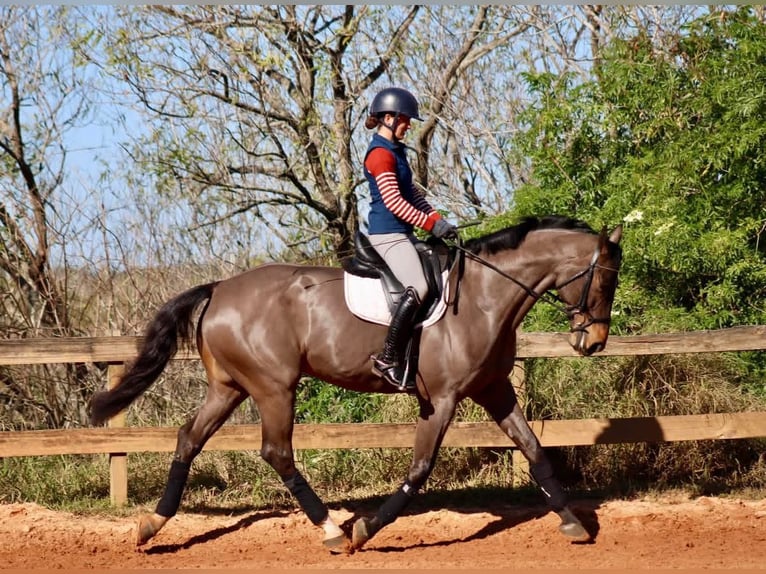 KWPN Castrone 12 Anni 163 cm Baio chiaro in Moreton, Wirral