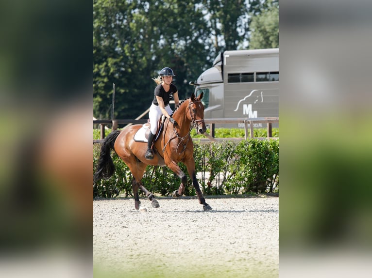 KWPN Castrone 12 Anni 166 cm Baio in Waddinxveen