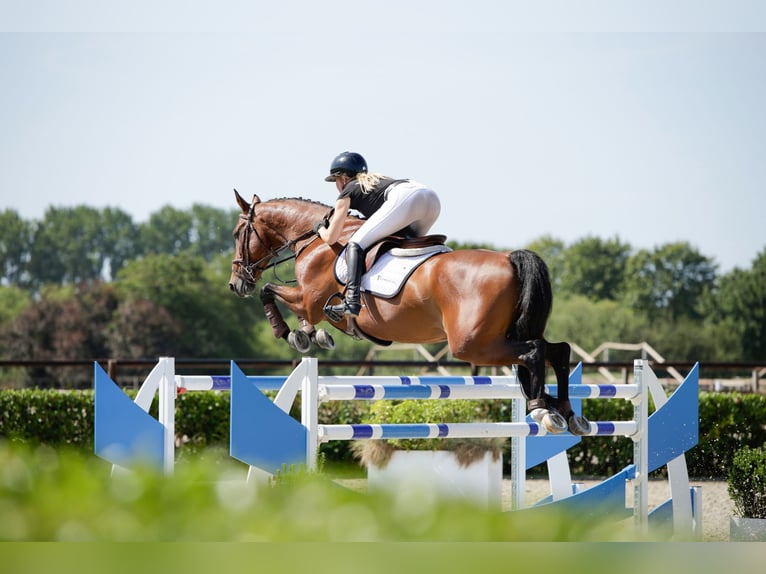 KWPN Castrone 12 Anni 166 cm Baio in Waddinxveen