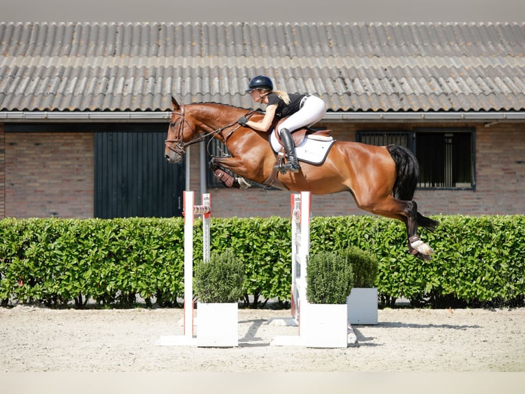 KWPN Castrone 12 Anni 166 cm Baio in Waddinxveen