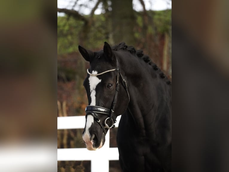 KWPN Castrone 12 Anni 168 cm Morello in Nettersheim