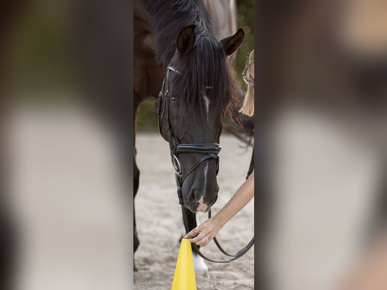 KWPN Castrone 12 Anni 168 cm Morello in Werne