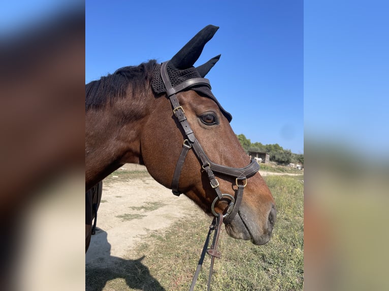 KWPN Castrone 12 Anni 170 cm Baio scuro in Saint Côme et Maruejols