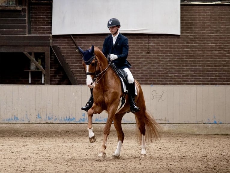 KWPN Castrone 12 Anni 170 cm Sauro in Pelmberg