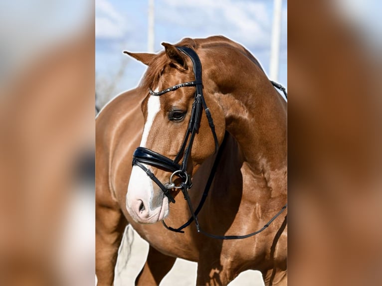 KWPN Castrone 12 Anni 170 cm Sauro in Pelmberg