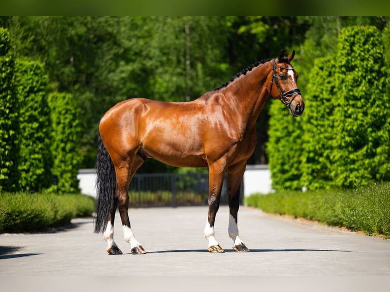 KWPN Castrone 12 Anni 172 cm Baio ciliegia in Mol