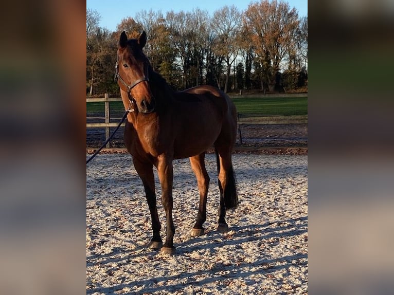 KWPN Castrone 12 Anni 173 cm Baio in Vries