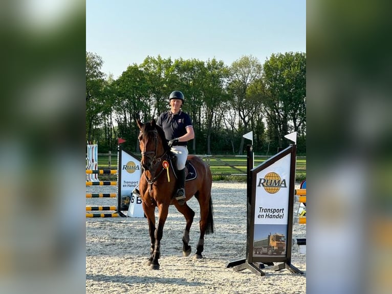 KWPN Castrone 12 Anni 173 cm Baio in Vries