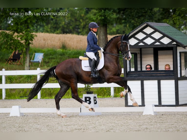 KWPN Castrone 12 Anni 174 cm Morello in Glinik