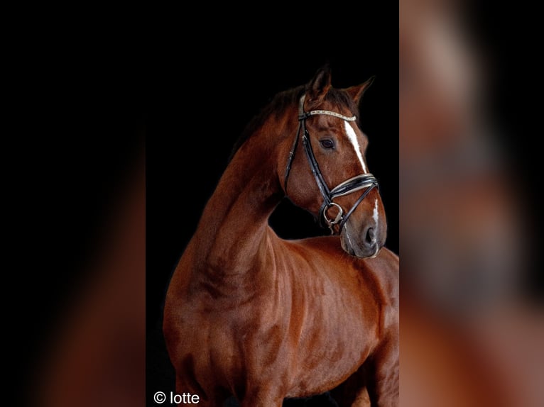 KWPN Castrone 12 Anni 175 cm Baio in Brakel