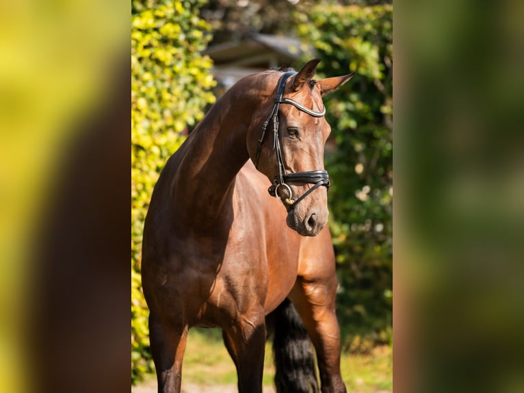 KWPN Castrone 12 Anni 175 cm Baio scuro in Bodegraven Bodegraven