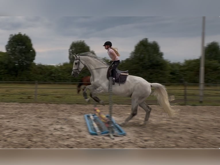 KWPN Castrone 12 Anni 175 cm Grigio in De Mortel