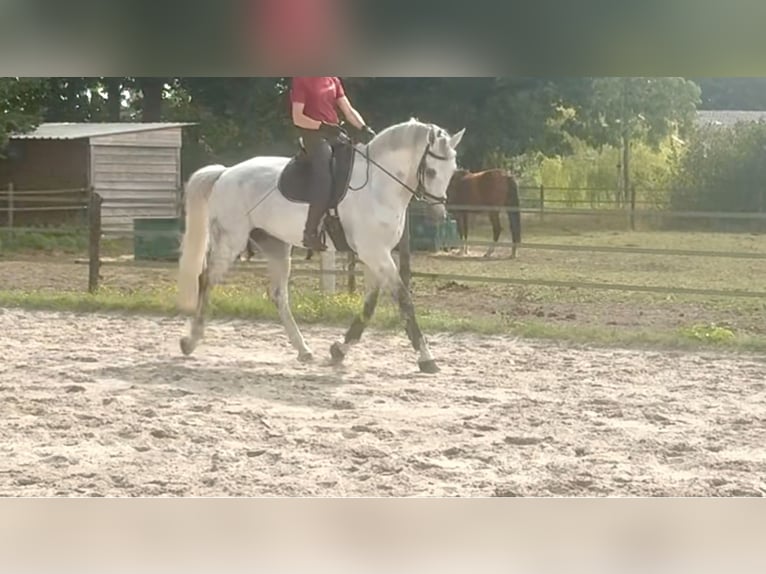 KWPN Castrone 12 Anni 175 cm Grigio in De Mortel