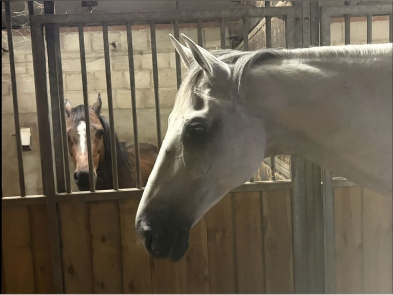 KWPN Castrone 12 Anni 175 cm Grigio in De Mortel