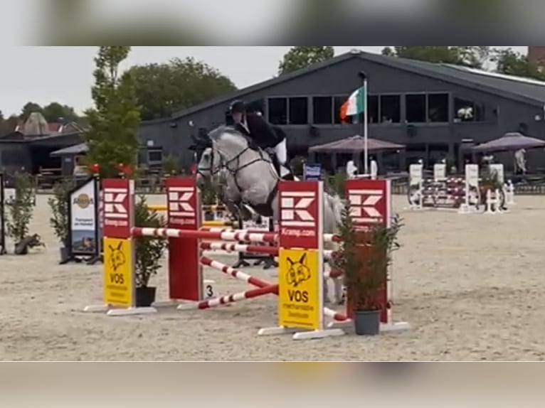 KWPN Castrone 12 Anni 175 cm Grigio in De Mortel