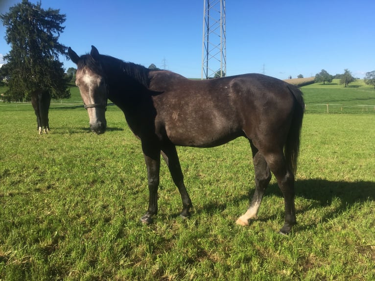 KWPN Castrone 12 Anni 175 cm Grigio in Thayngen