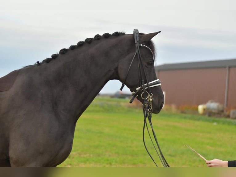 KWPN Castrone 12 Anni 175 cm Morello in Geilenkirchen