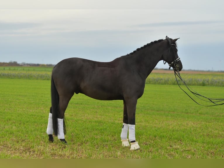 KWPN Castrone 12 Anni 175 cm Morello in Geilenkirchen