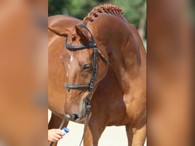 KWPN Castrone 12 Anni 175 cm Sauro scuro in Mladá Boleslav