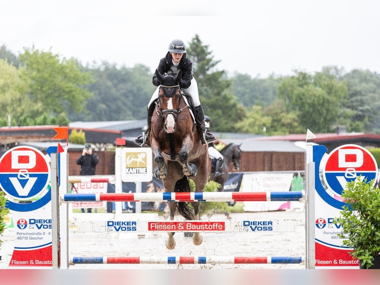 KWPN Castrone 12 Anni 178 cm Baio in Coesfeld