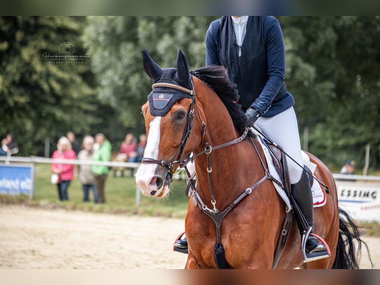 KWPN Castrone 12 Anni 178 cm Baio in Coesfeld