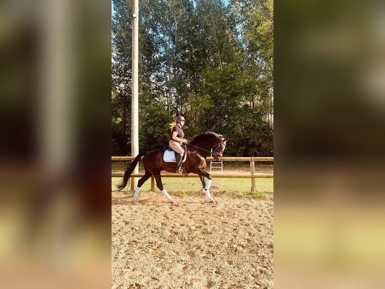 KWPN Castrone 12 Anni Baio scuro in Petit Villers