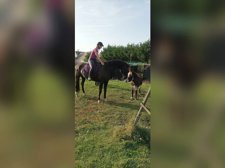 KWPN Castrone 12 Anni Baio scuro in Petit Villers