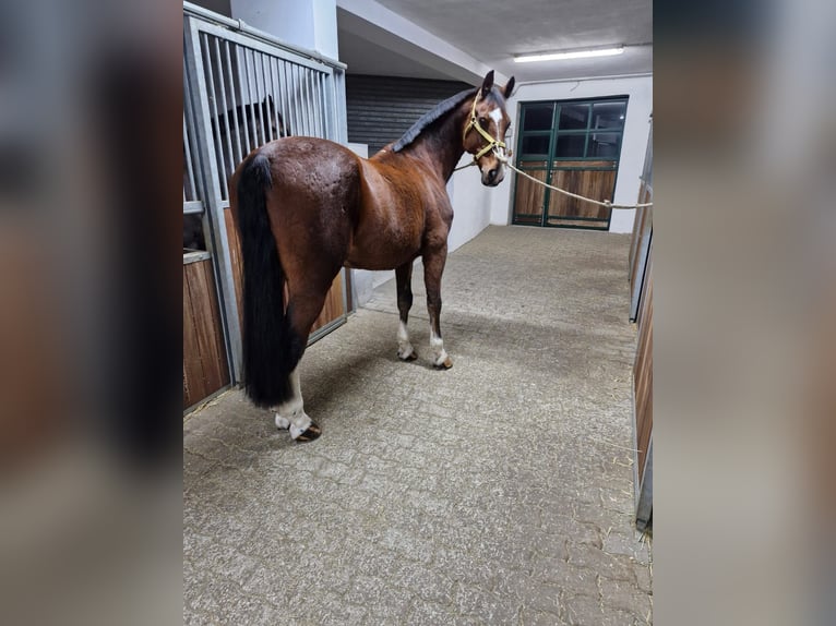 KWPN Castrone 13 Anni 162 cm Baio in Lembach