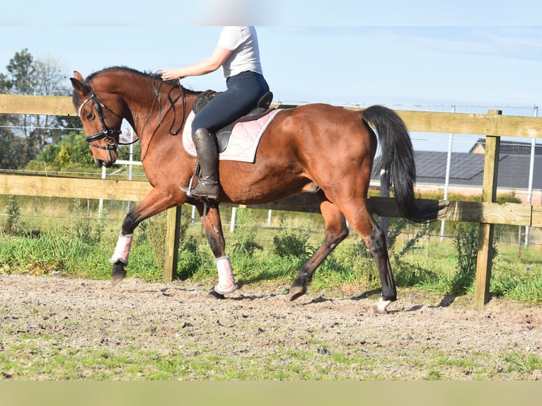 KWPN Castrone 13 Anni 165 cm Baio ciliegia in Achtmaal