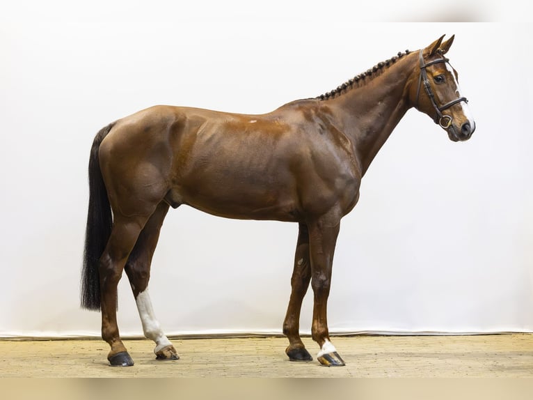 KWPN Castrone 13 Anni 165 cm  in Waddinxveen