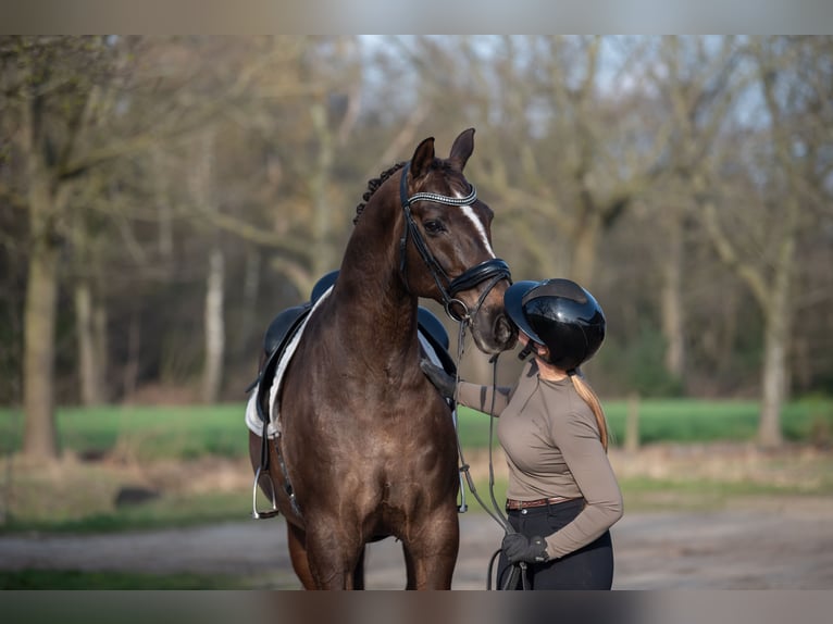 KWPN Castrone 13 Anni 170 cm Baio in Peer