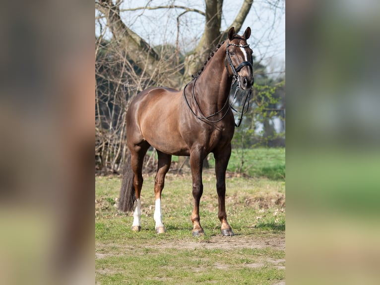 KWPN Castrone 13 Anni 170 cm Baio in Peer