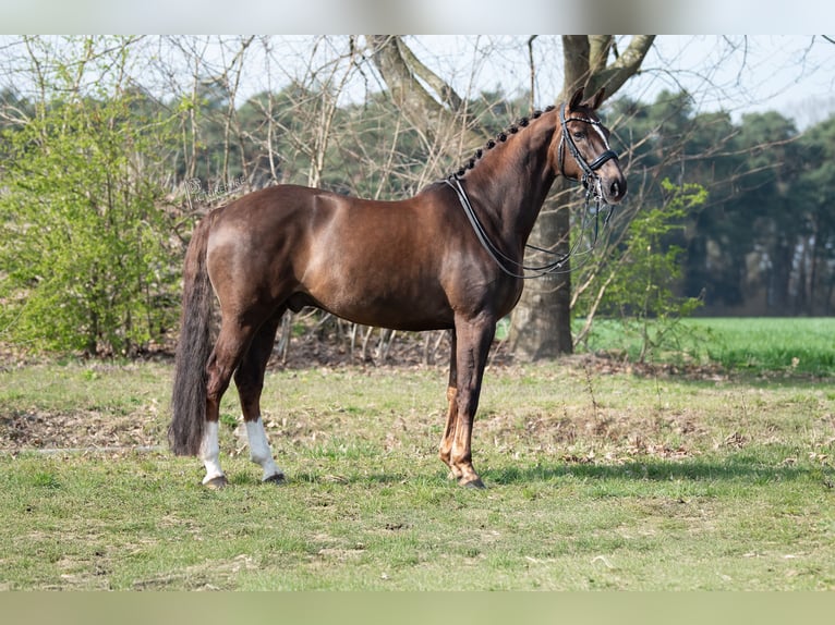 KWPN Castrone 13 Anni 170 cm Baio in Peer