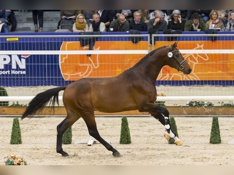 KWPN Castrone 13 Anni 170 cm Baio scuro in Enschede