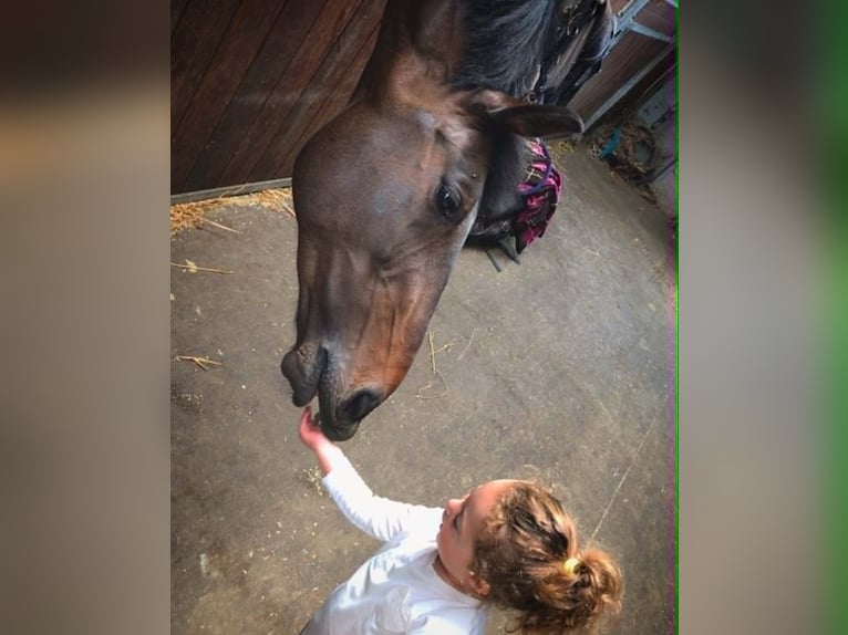 KWPN Castrone 13 Anni 170 cm Baio scuro in Lebbeke