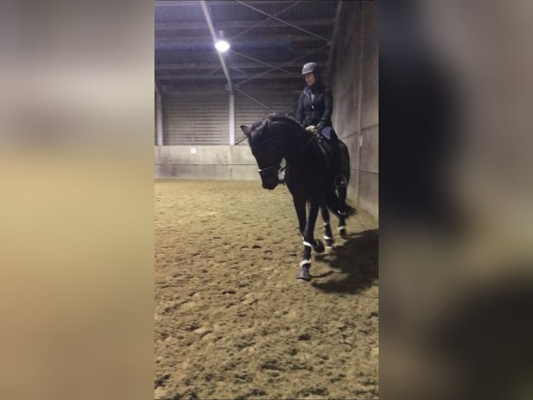 KWPN Castrone 13 Anni 170 cm Baio scuro in Lebbeke