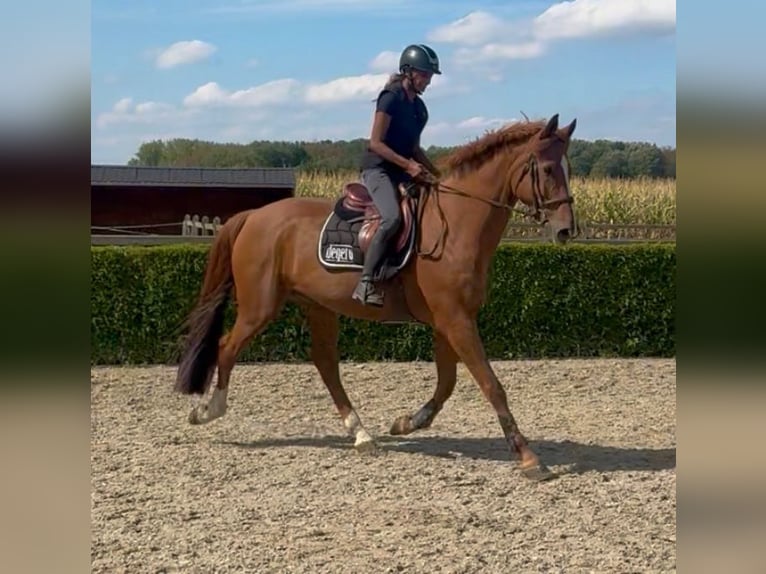 KWPN Castrone 13 Anni 170 cm Sauro in Londerzeel