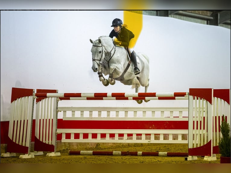 KWPN Castrone 13 Anni 171 cm Grigio in Kleßen-Görne