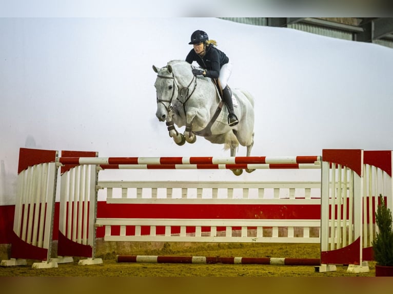 KWPN Castrone 13 Anni 171 cm Grigio in Kleßen-Görne