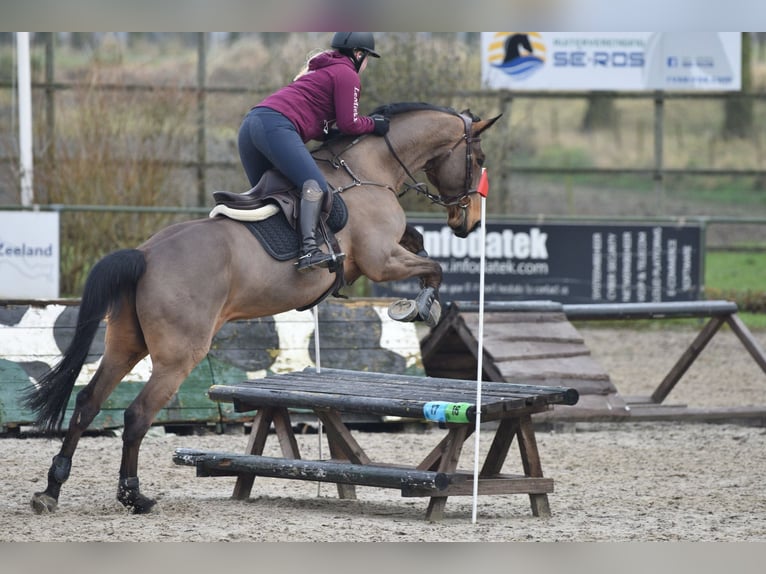 KWPN Castrone 13 Anni 174 cm Baio in Middelburg