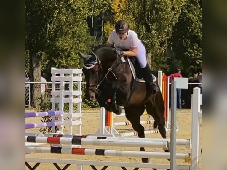 KWPN Castrone 13 Anni 174 cm Baio in Herdwangen-Schönach