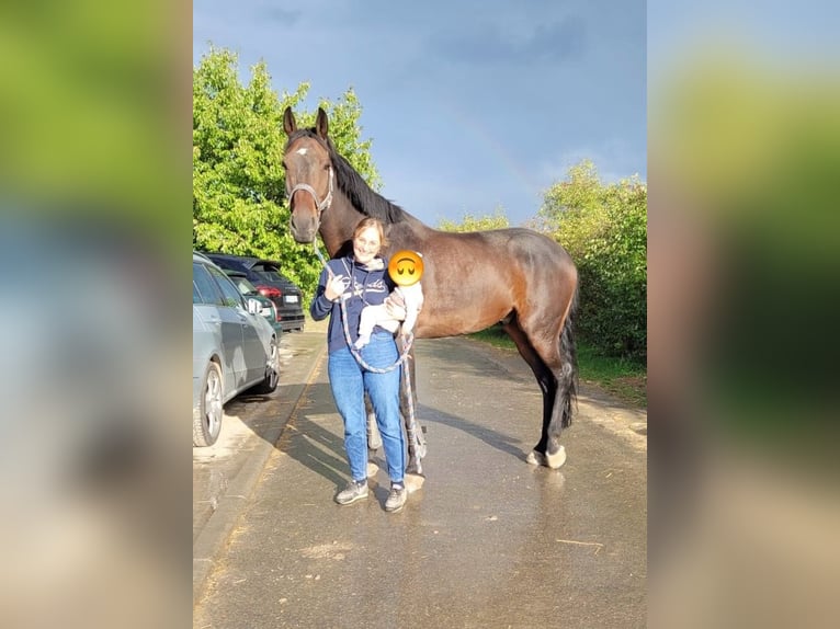 KWPN Castrone 13 Anni 174 cm Baio in Herdwangen-Schönach