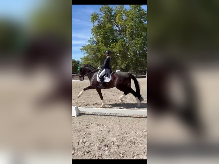 KWPN Castrone 13 Anni 174 cm Morello in Beselich
