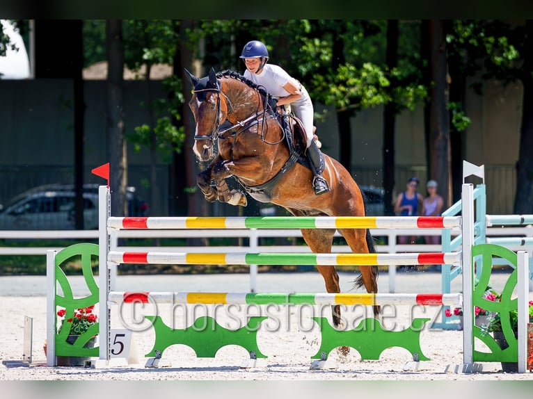KWPN Castrone 13 Anni 175 cm Baio in Region Prag