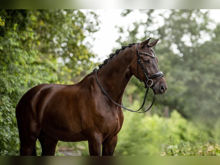 KWPN Castrone 13 Anni 175 cm Baio scuro in Geilenkirchen