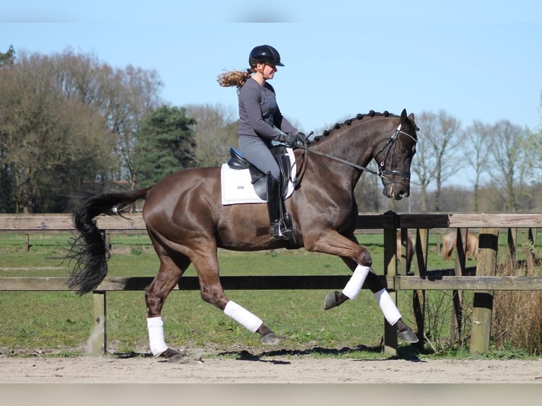 KWPN Castrone 13 Anni 175 cm Baio scuro in Geilenkirchen